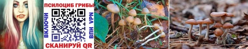 купить цена Новомосковск Галлюциногенные грибы Psilocybe